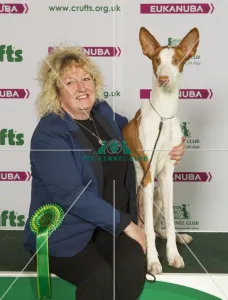 Ibizan Hound