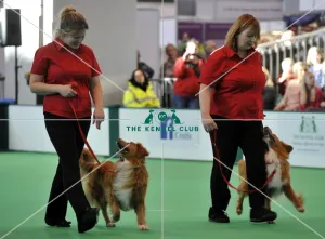Crufts 2015