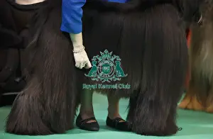 Crufts 2015
