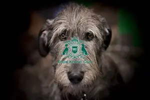 Crufts 2015