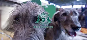 Crufts 2015