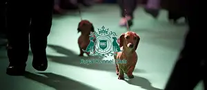 Crufts 2015