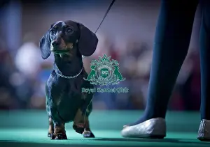 Crufts 2015