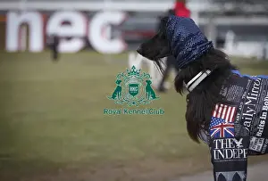Crufts 2015