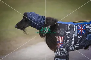 Crufts 2015