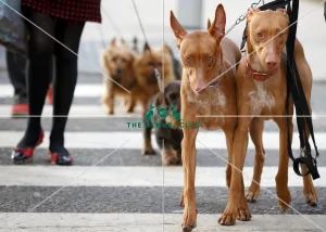 Crufts 2015