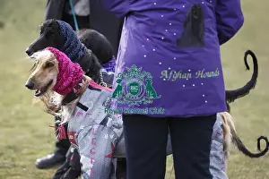 Crufts 2015