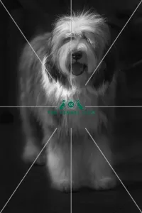 Crufts 2015