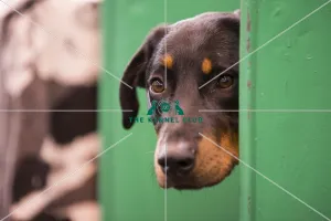 Crufts 2015