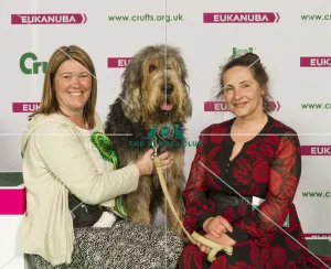 Otterhound