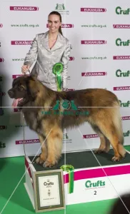 LEONBERGER Best of Breed