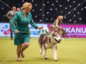 Crufts 2015
