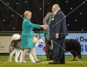 Crufts 2015