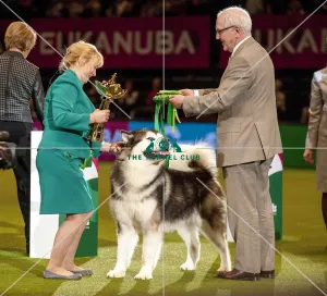 Crufts 2015