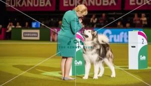 Crufts 2015