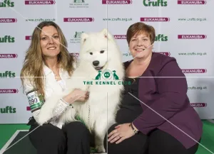 Best of Breed Winner SAMOYED