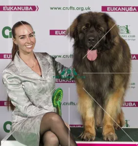 LEONBERGER Best of Breed