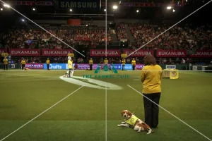 PAT dog of the year