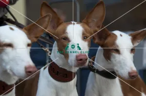 Ibizan Hound