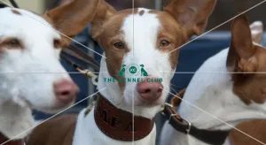 Ibizan Hound