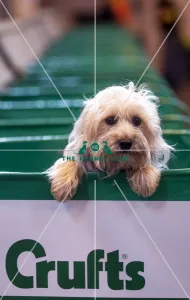 Crufts 2015 Crufts 2015