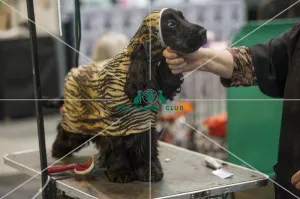 Crufts 2015
