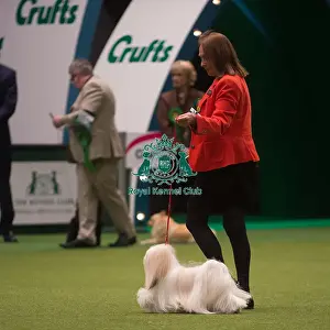 Crufts 2015