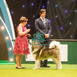 Crufts 2015