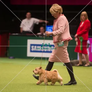 Crufts 2015