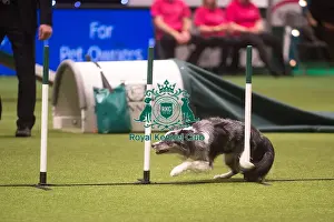 Crufts 2015