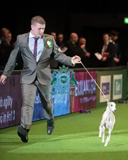 Crufts 2015