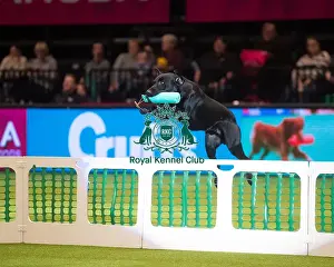 Crufts 2015