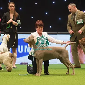 Crufts 2015