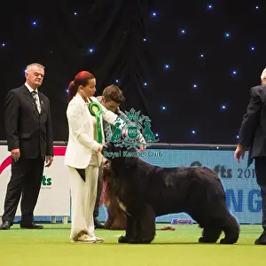 Crufts 2015