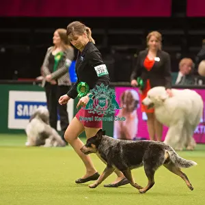 Crufts 2015