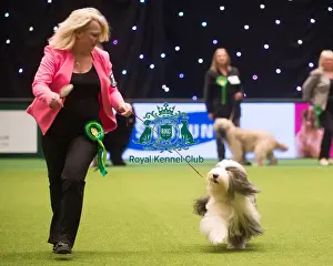 Crufts 2015