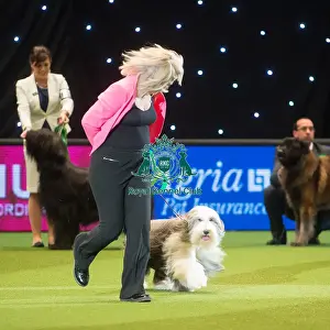 Crufts 2015