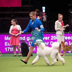 Crufts 2015
