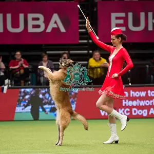 Crufts 2015