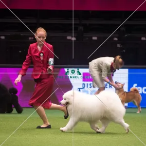 Crufts 2015