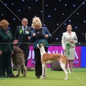Crufts 2015