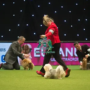 Crufts 2015