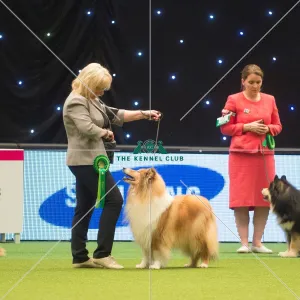 Crufts 2015