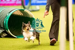 Crufts 2015