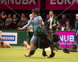 Crufts 2015
