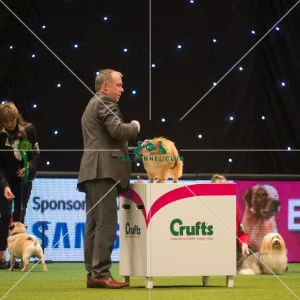 Crufts 2015