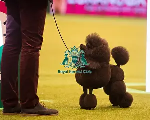 Crufts 2015