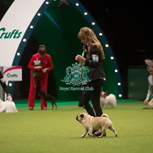 Crufts 2015