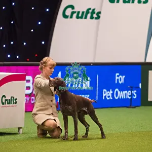 Crufts 2015