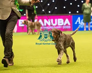 Crufts 2015